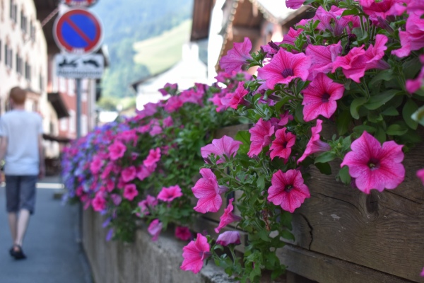 2020-12-31_kitzbuehel_flowers